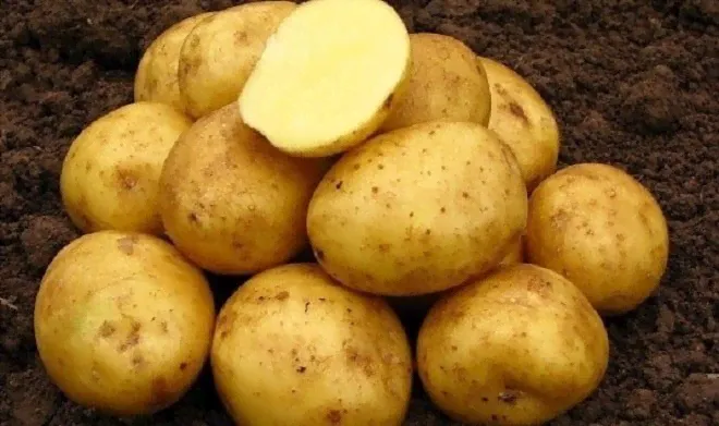 ВЕГА Суперэлита