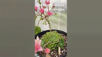 Graptopetalum Bellum y Echeveria Setosa Ciliata en floración. Hermosas