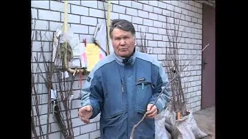 Валерий Панов: Можно или нельзя сажать корневую поросль?