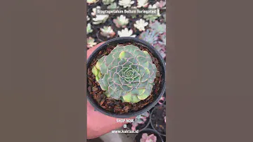 Graptopetalum Bellum Variegated | Premium Succulents For Sale | www.kaktus.id