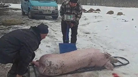 НА ГОРОХЕ СВИНЬИ НЕ РАСТУТ!!! 6.5 месяца - 150 кг. Свиноводство.