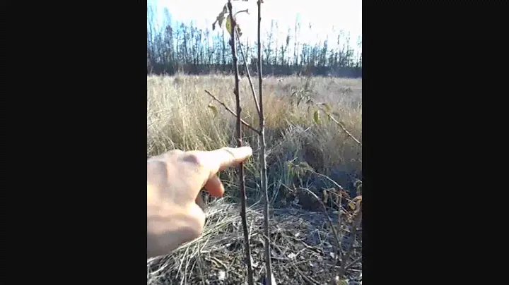 обзор привитой сливы в конце сезона