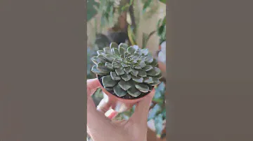 Succulent 'vega' (Graptopetalum bellum) #succulent #houseplants