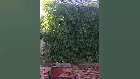 Дом Пласкинино снт Сокол