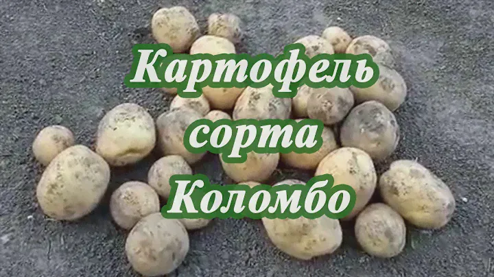 Картофель сорта Коломбо