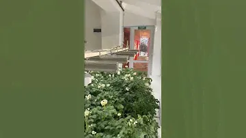 Картофель сорта Джулия цветет к Новому году