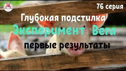 Миллион на свиньях.Глубокая подстилка для свиней . Эксперимент Вега первые результаты.