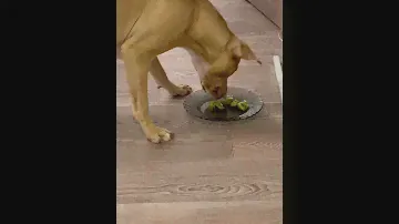 Вега первый раз пробует КИВИ 🥝😊👍🏻
