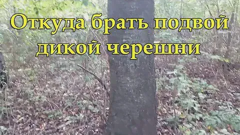 Откуда брать подвой дикой черешни