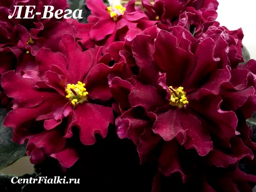 ЛЕ-Вега (Е.Лебецкая)-1