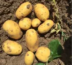 Картофель Вега (1 репродукция) 1 кг