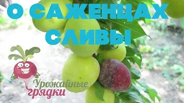 О саженцах сливы. Опыт садовода
