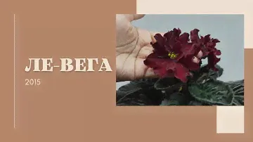 Фиалка ЛЕ-Вега (Е. Лебецкая, 2015)